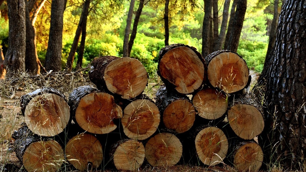Какими дровами топить баню